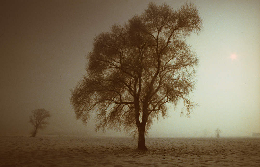 nebel im unterland; winter, fog